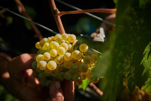 Association Fully Grand Cru - A la découverte des Histoires d’Arvines