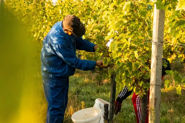 Association Fully Grand Cru - À la rencontre des vignerons